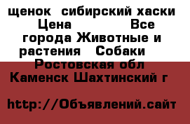 щенок  сибирский хаски › Цена ­ 12 000 - Все города Животные и растения » Собаки   . Ростовская обл.,Каменск-Шахтинский г.